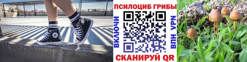 Псилоцибиновые грибы прущие грибы  Купить закладки  Багратионовск 